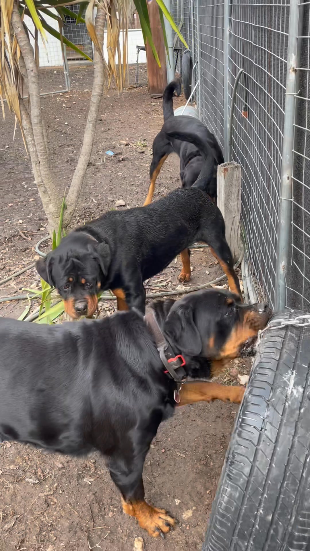 🤦‍♂️ | Growler Rottweilers | Facebook