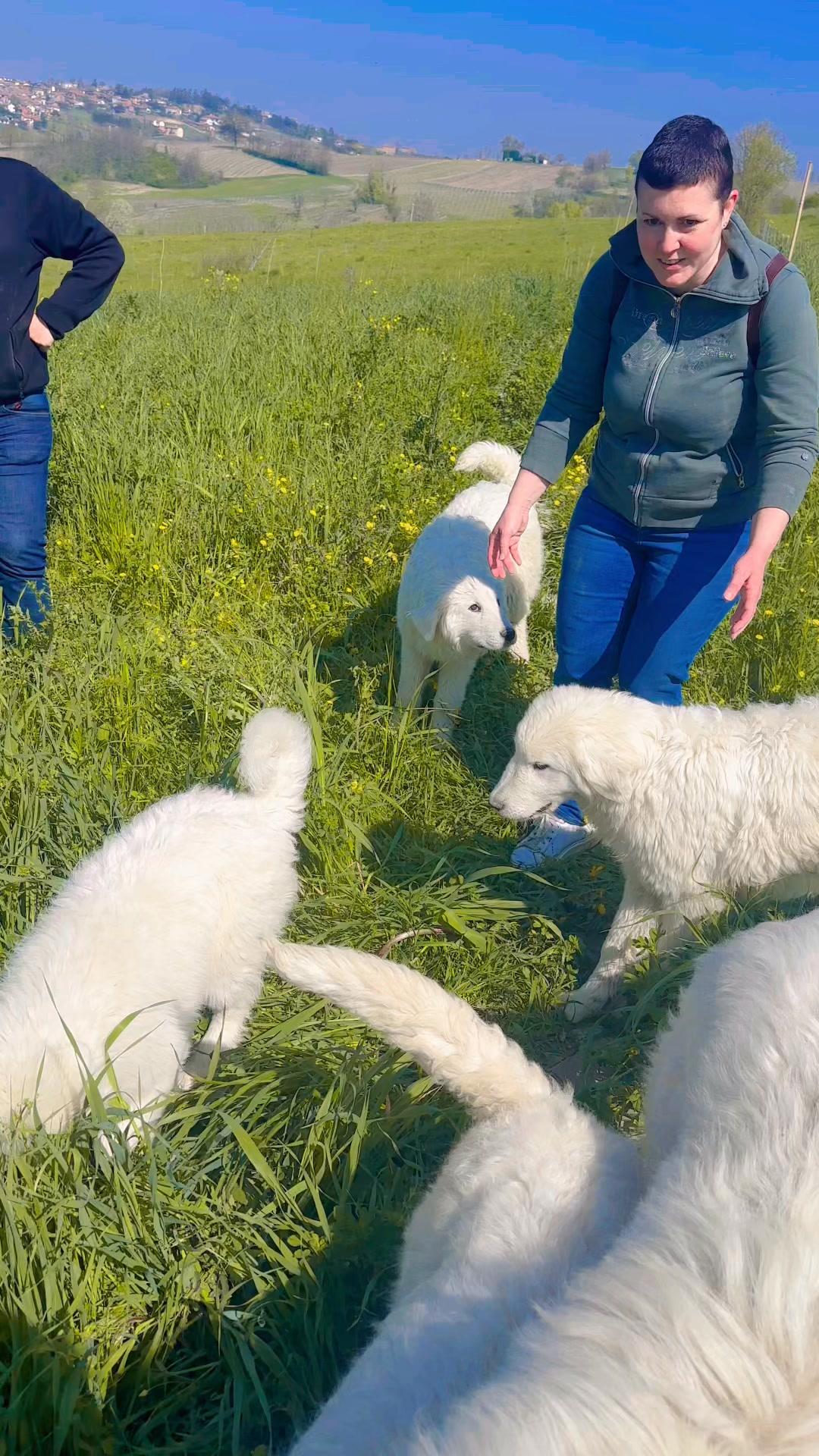 L’incontro di un gruppo di cani da pastore maremmano abruzzesi ...