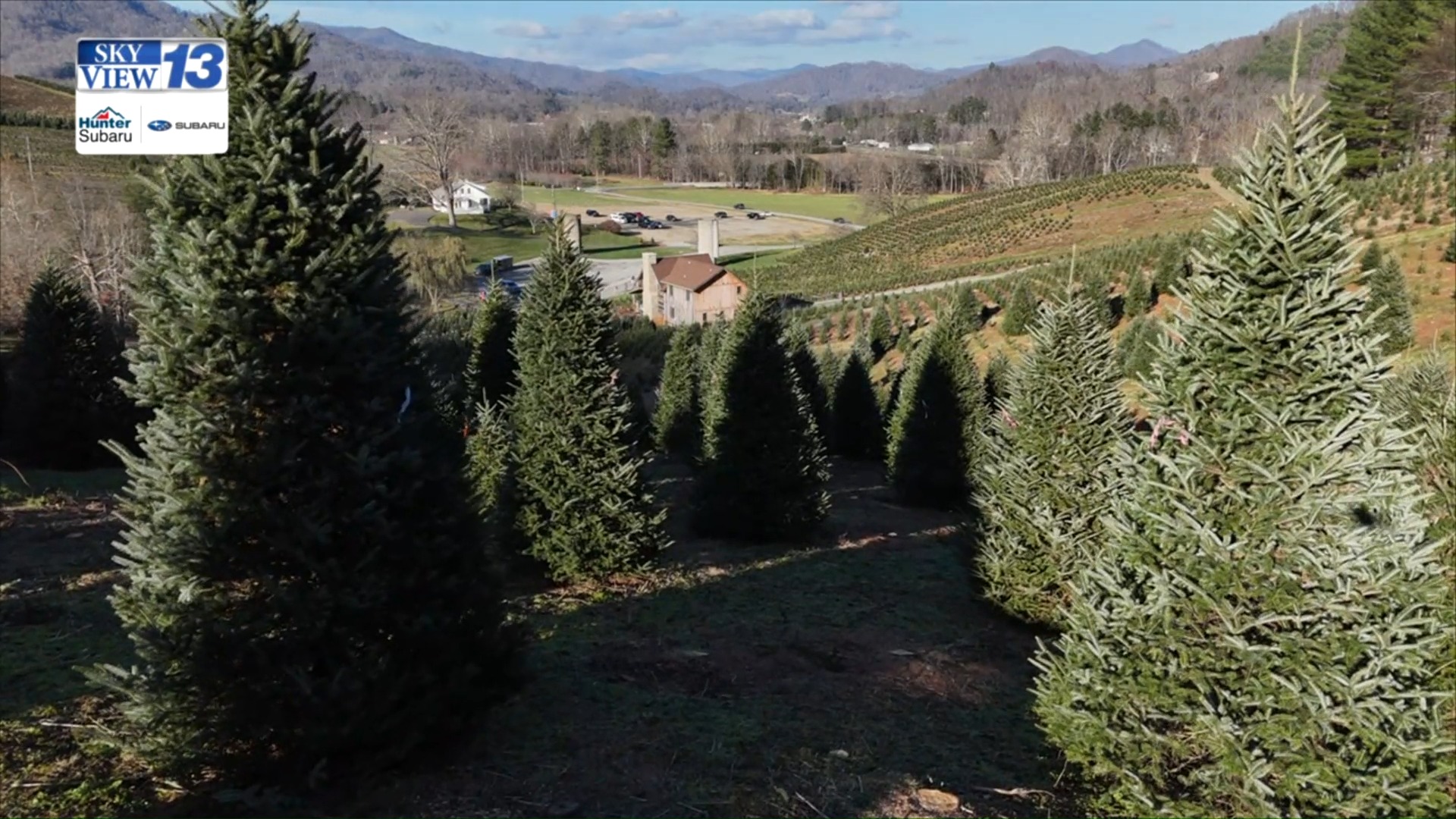 Here's a bird's-eye-view of Boyd Mountain Christmas Tree Farm in ...