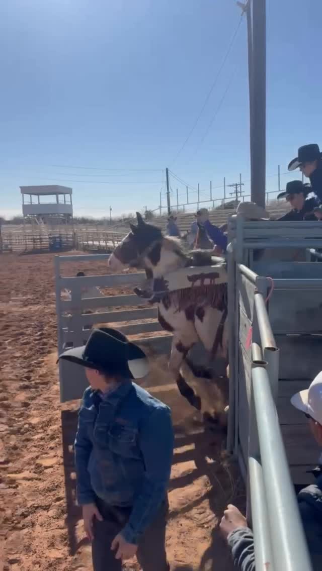 Macza Pro Rodeo