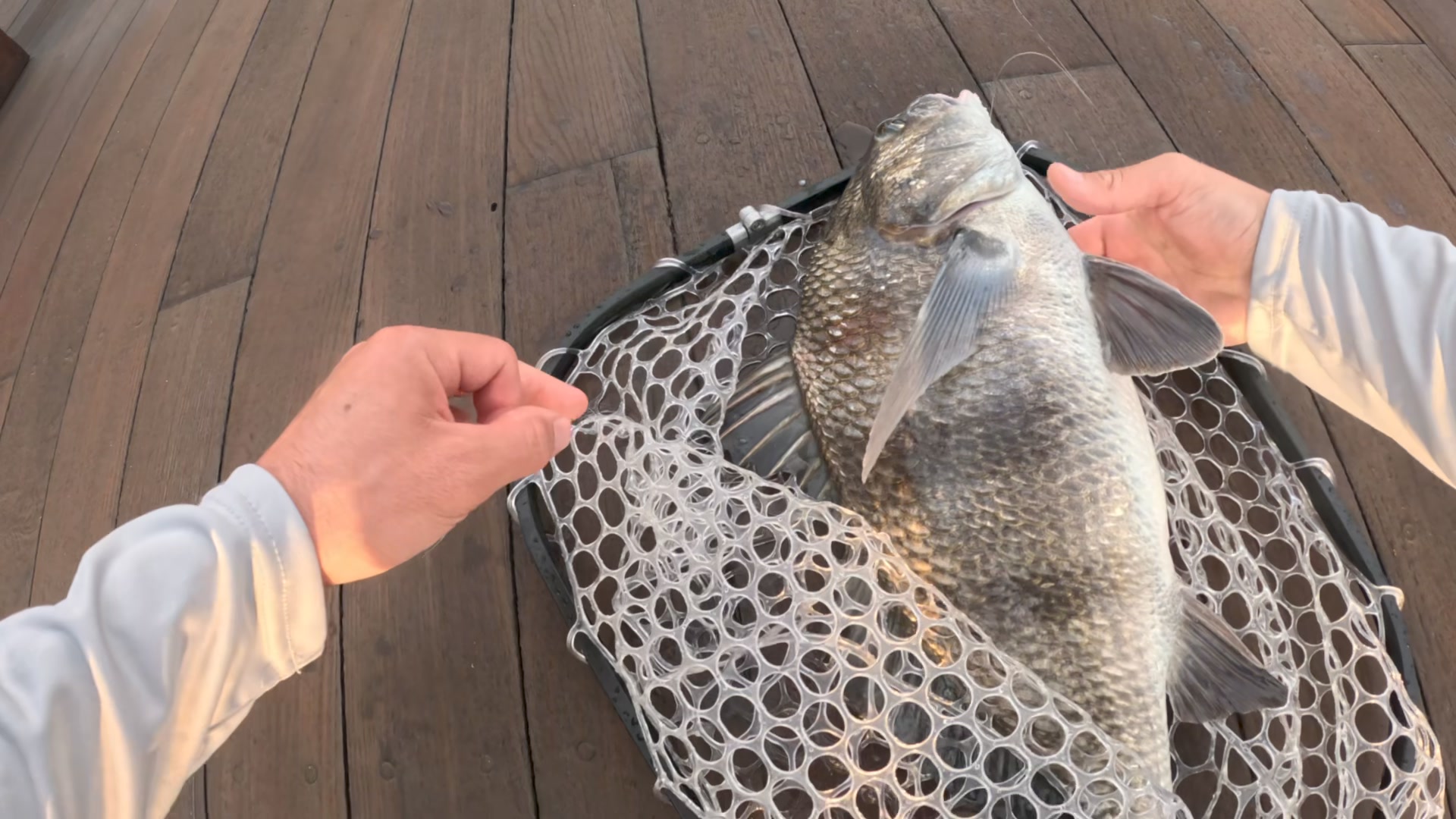 Fishing live shrimp inshore when a Fred tried to steal my bait. #fish # ...