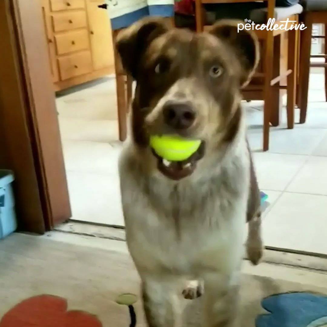 View of Excited Dog Taps Paws While Playing Fetch With Owner | Sometimes...you ...