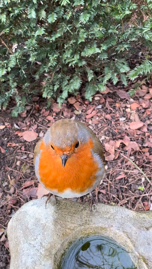 A bird’s-eye view of a female robin 🥰 Bobette from above 🧡 I never ...