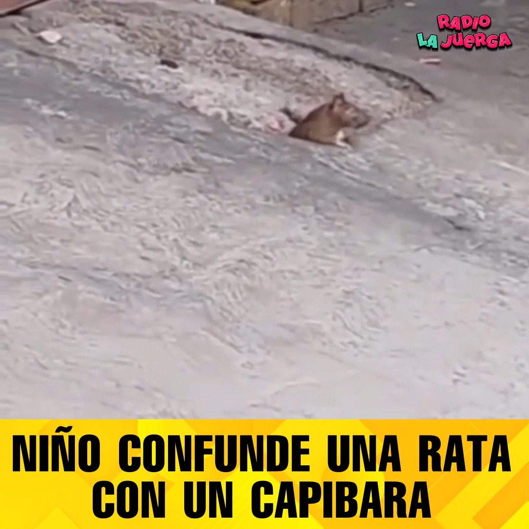 #viral NIÑO CONFUNDE UNA RATA CON UN CAPIBARA Y ENTERNECE A LAS REDES ...