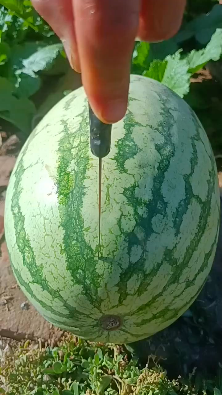 watermelons from Fields #viral #reels #fyp #food #watermelons #trend # ...