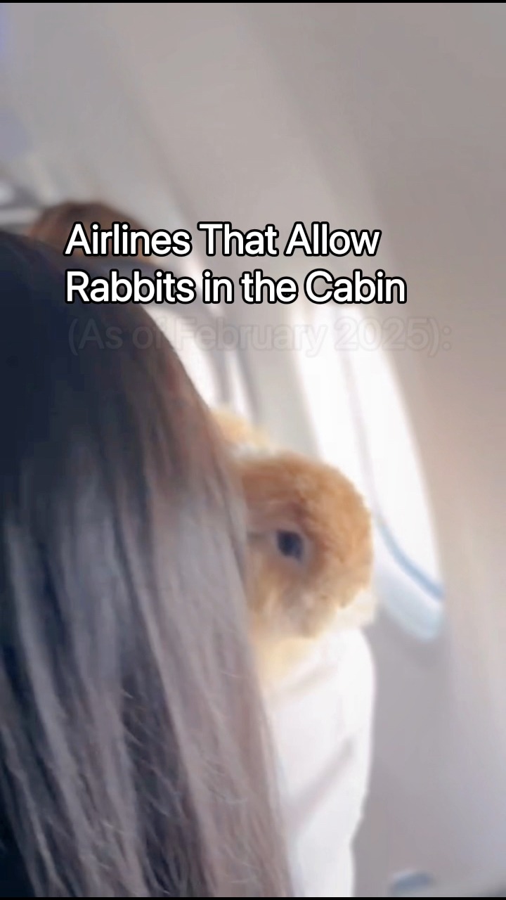 Airlines that allow rabbits in... - East Coast Rabbit Rescue | Facebook
