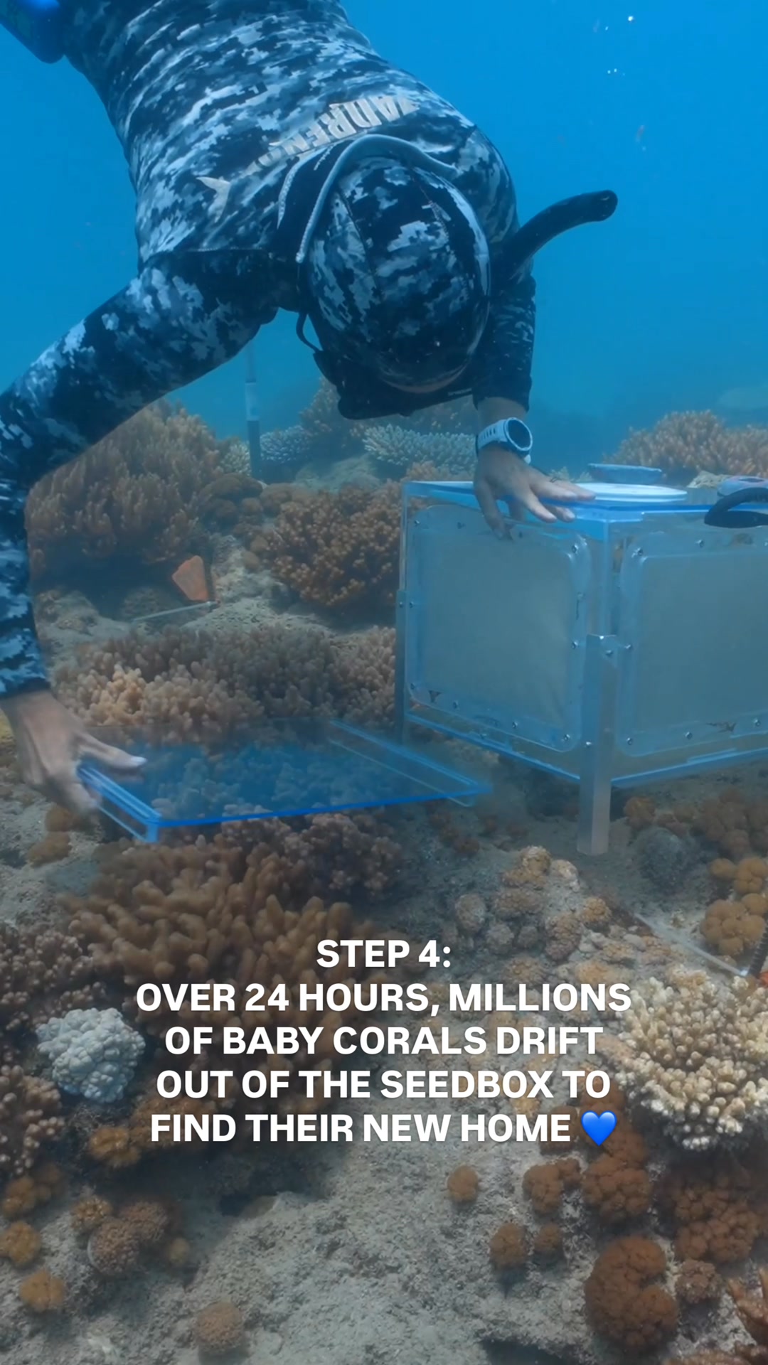 Small enough to fit on a pinhead, coral larvae hold the potential to ...