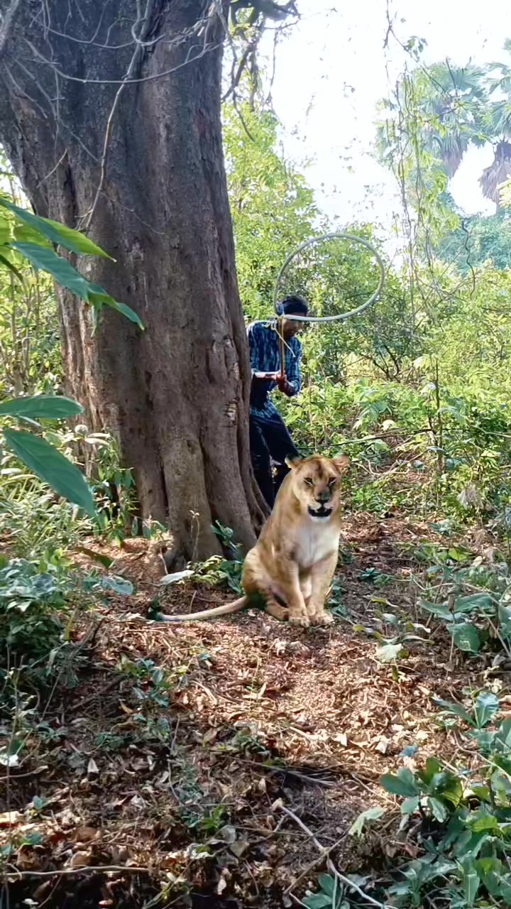 Chatching lion 🦁🦁#reel #reels #trending #viral #viralreels #video # ...
