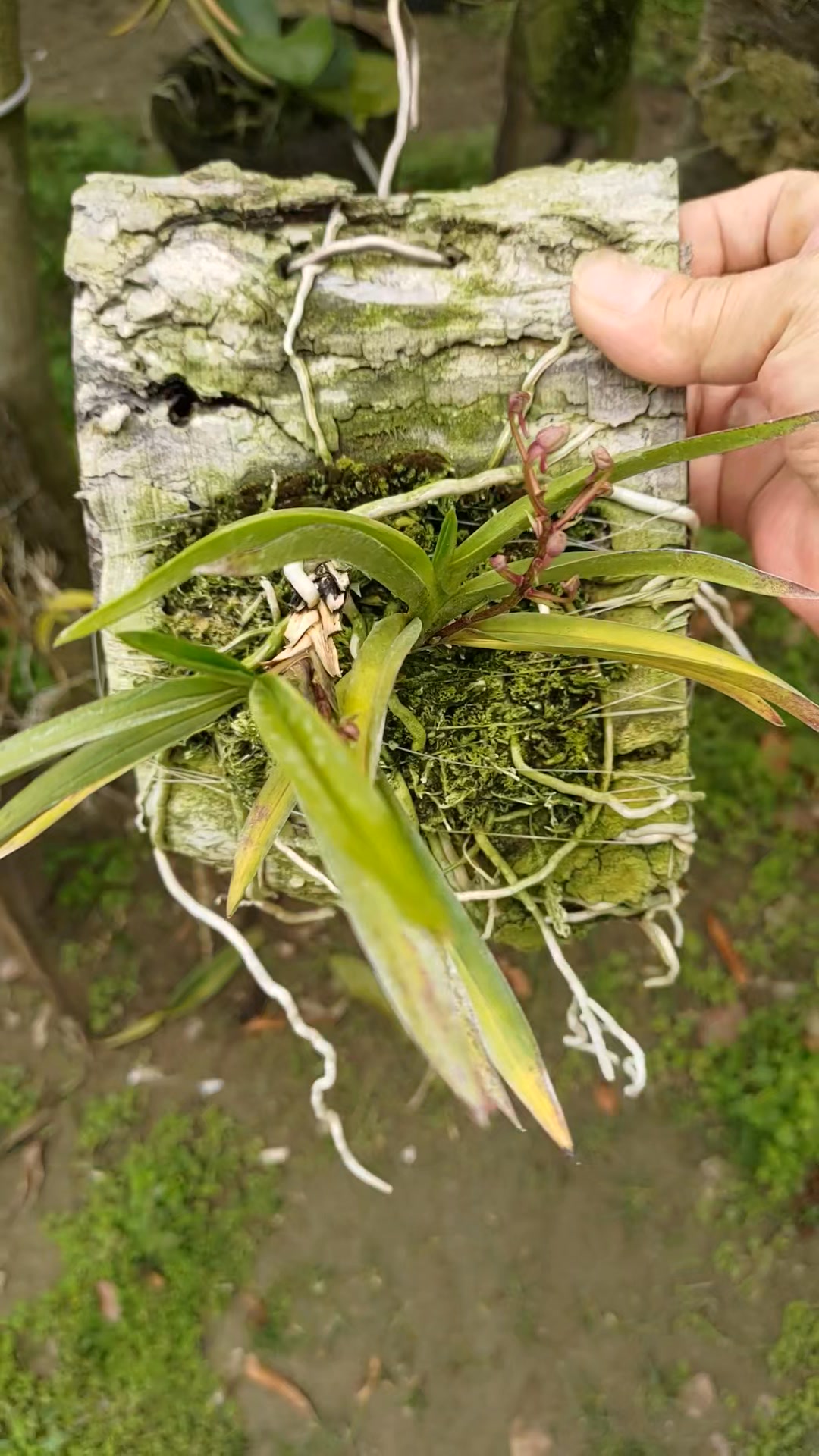 出售富貴蘭紅陽日本進口株非台灣做的自交苗圖一花照售圖二植株.含運