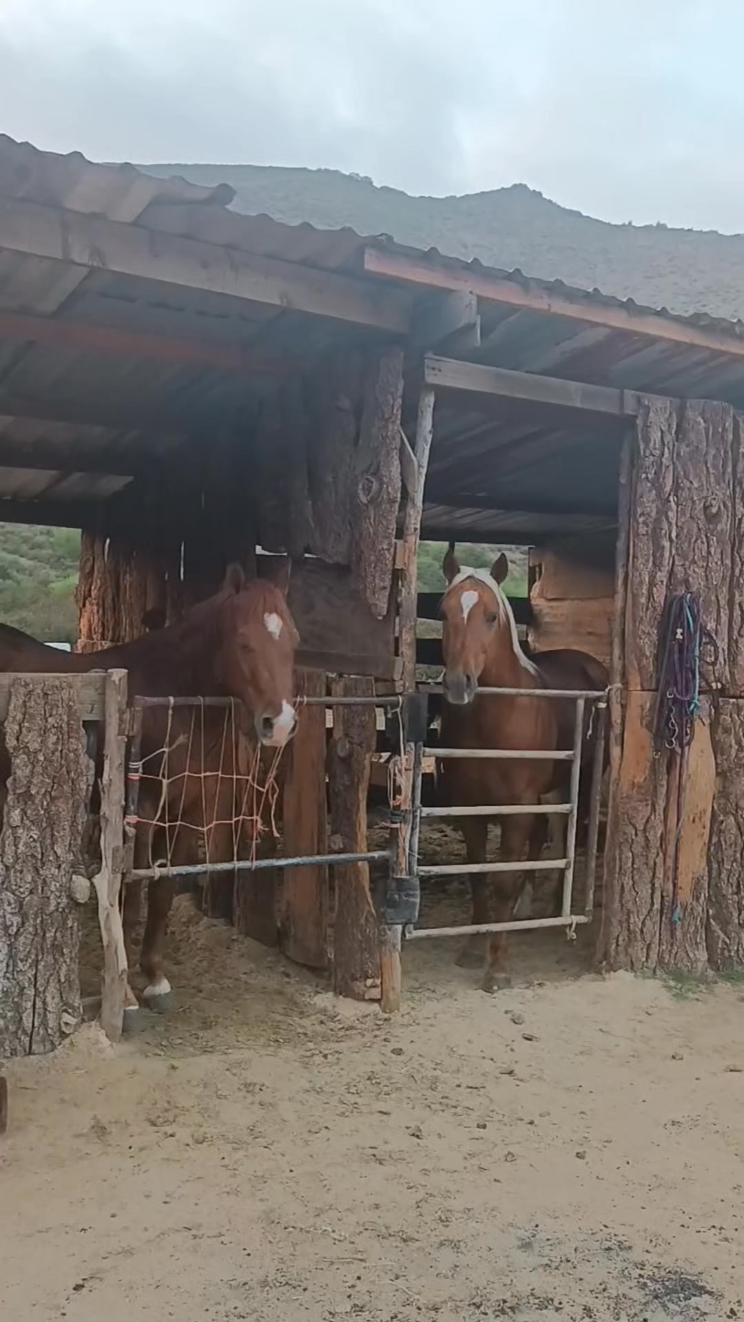Par de consentidos... #rancho3e #cowboyboots #caballos #sementales # ...