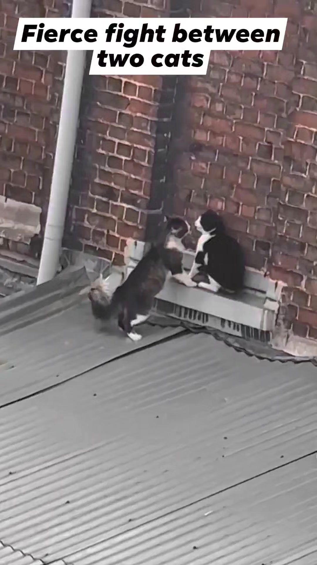 Yapani! – Cat Fight ヤパニ！ Japanese alley cat fight 💥