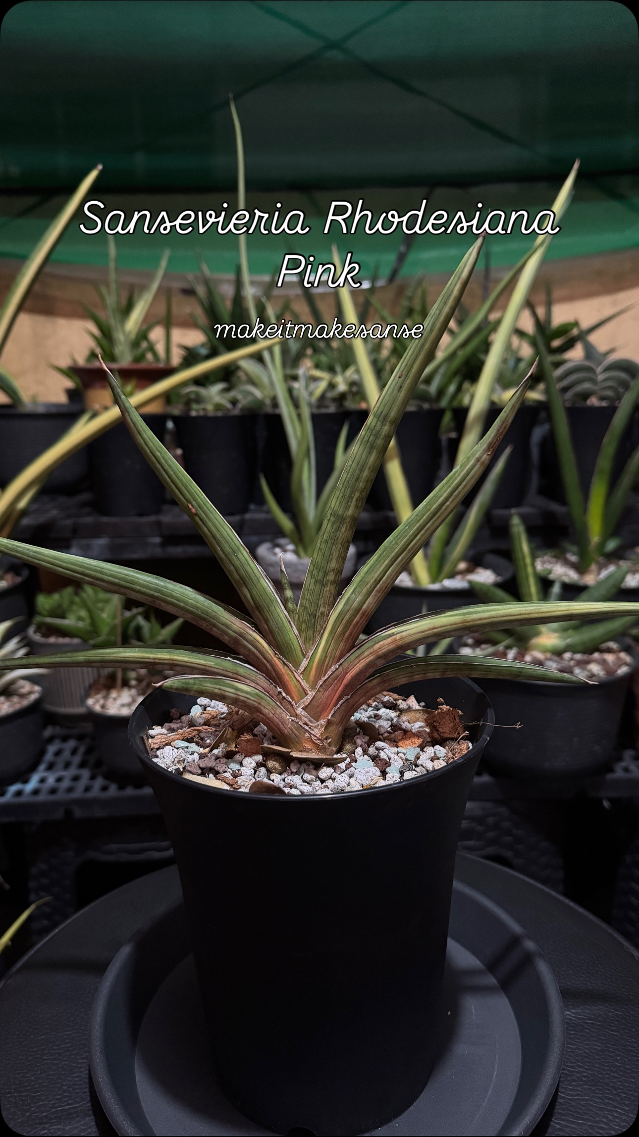Sansevieria Rhodesiana Pink variegated #makeitmakesanse