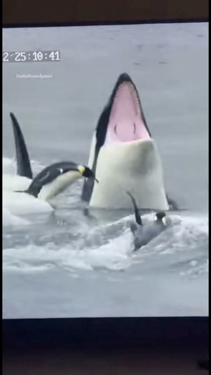 Penguins stranded on ice became the target of circling orcas. In a ...