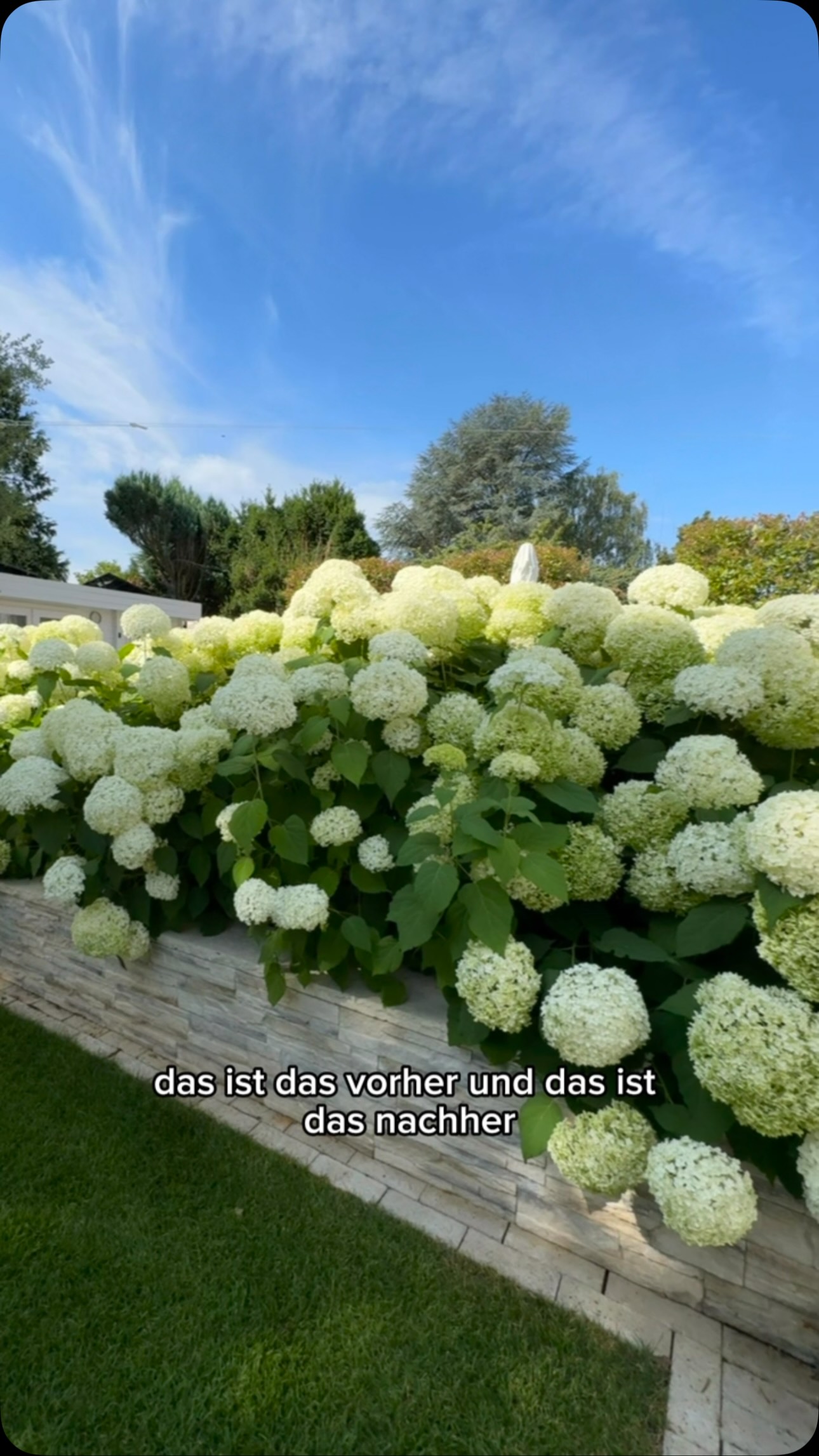Mit diesem Trick stehen eure Hortensien wie eine 1! Einfach Staudenhalter um die Hortensien wickeln und sie sind vor Wind und Regen geschützt und brechen nicht ab!, #annabell#hortensien#hack | Kisu