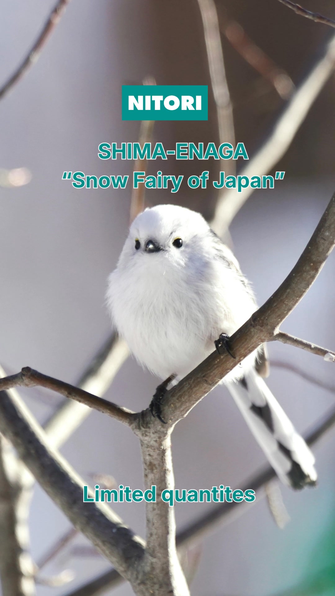🤍 SHIMA ENAGA Collection | Nitori Singapore ❄️ Soft, fluffy