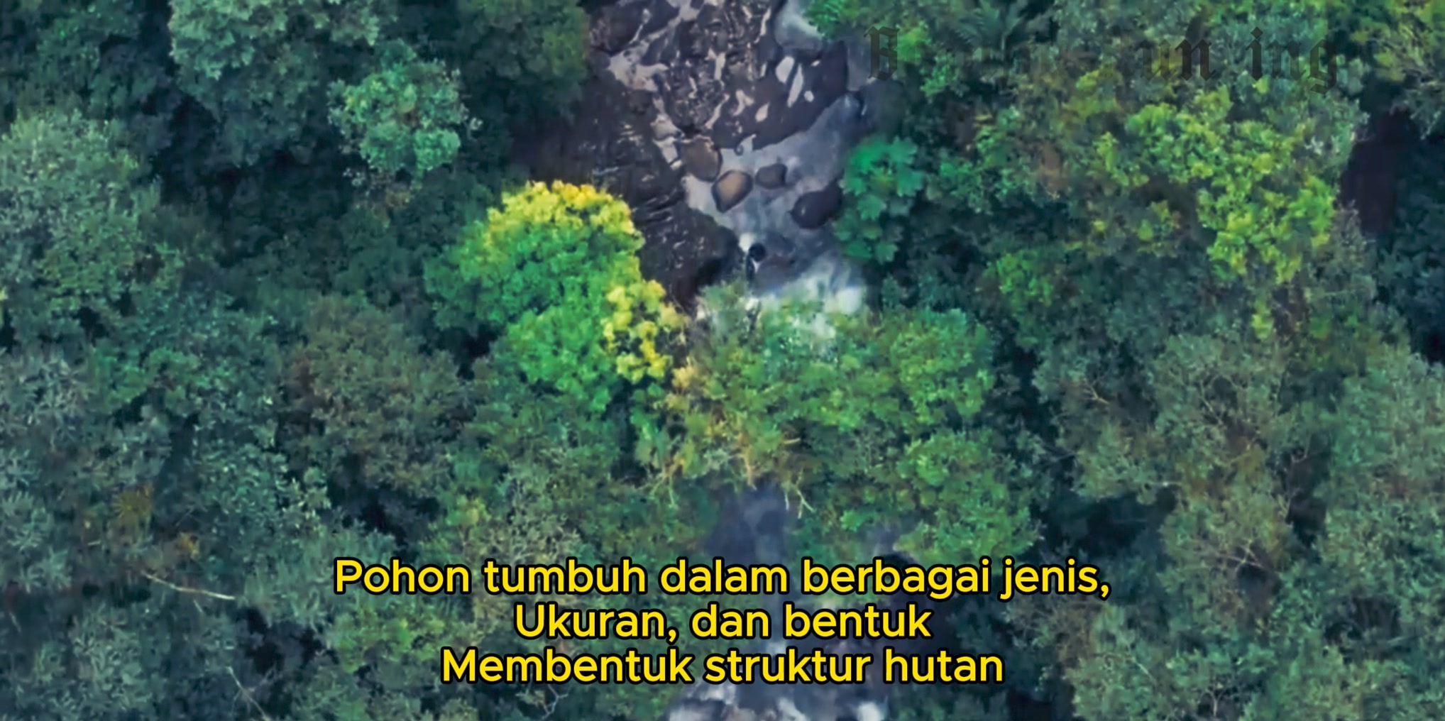 Bambu Runcing | Rengat