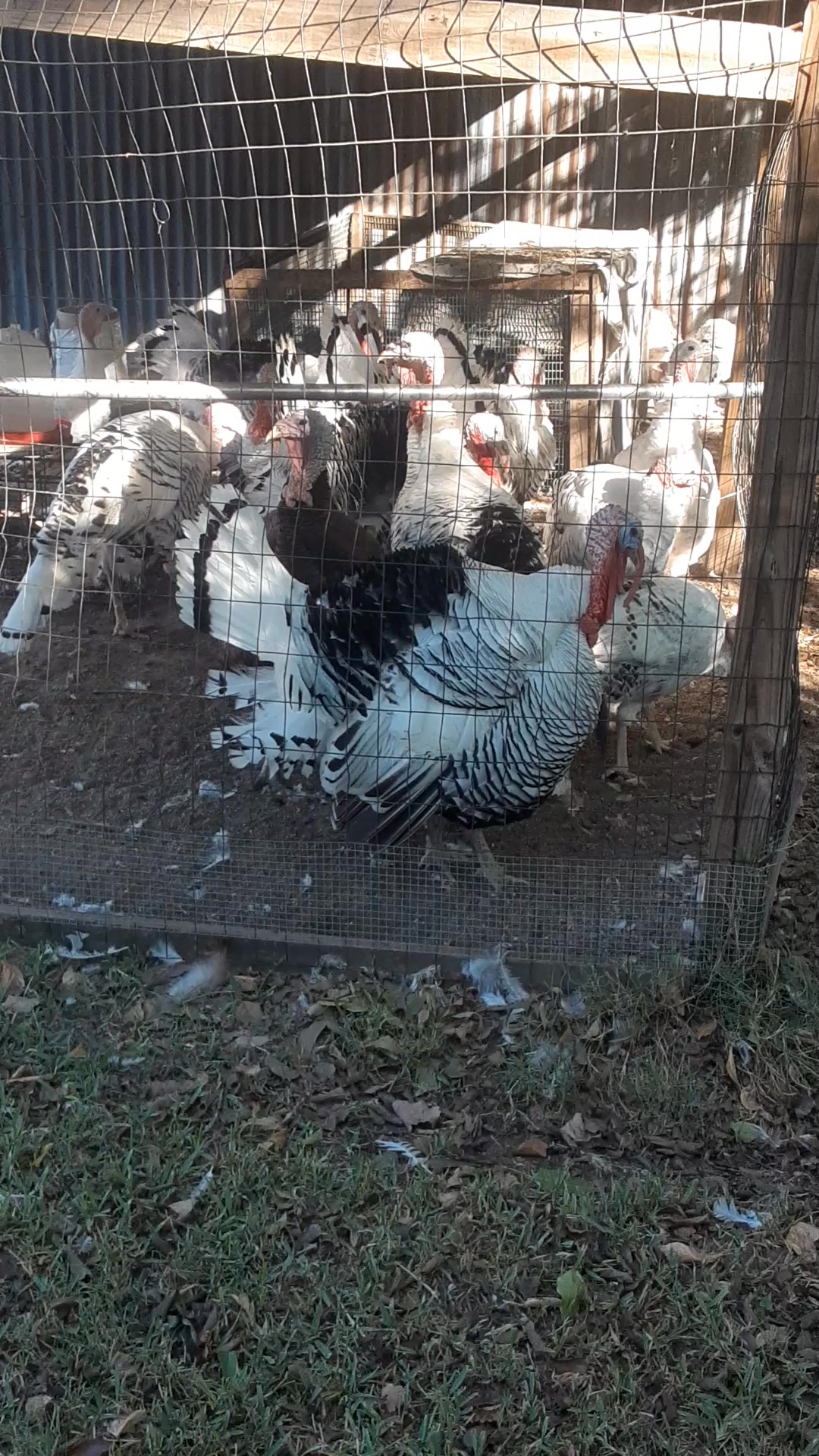 David's Little Chicken Ranch