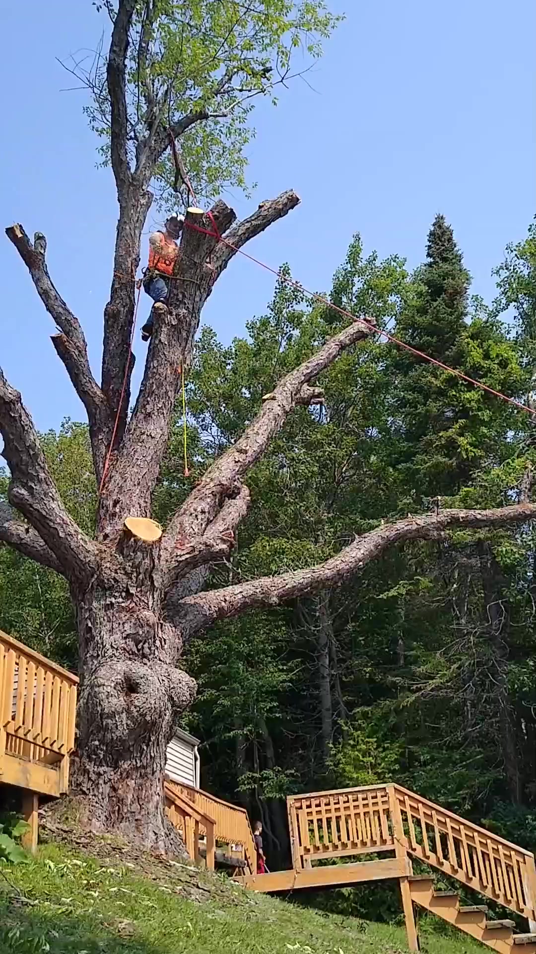 Patriot Tree Service LLC | Sebewaing MI