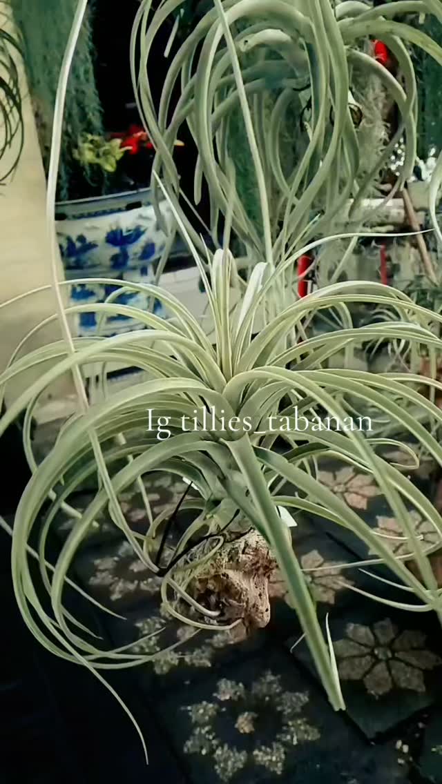 Tillandsia concolor Red Prince: The normal Tillandsia concolor has