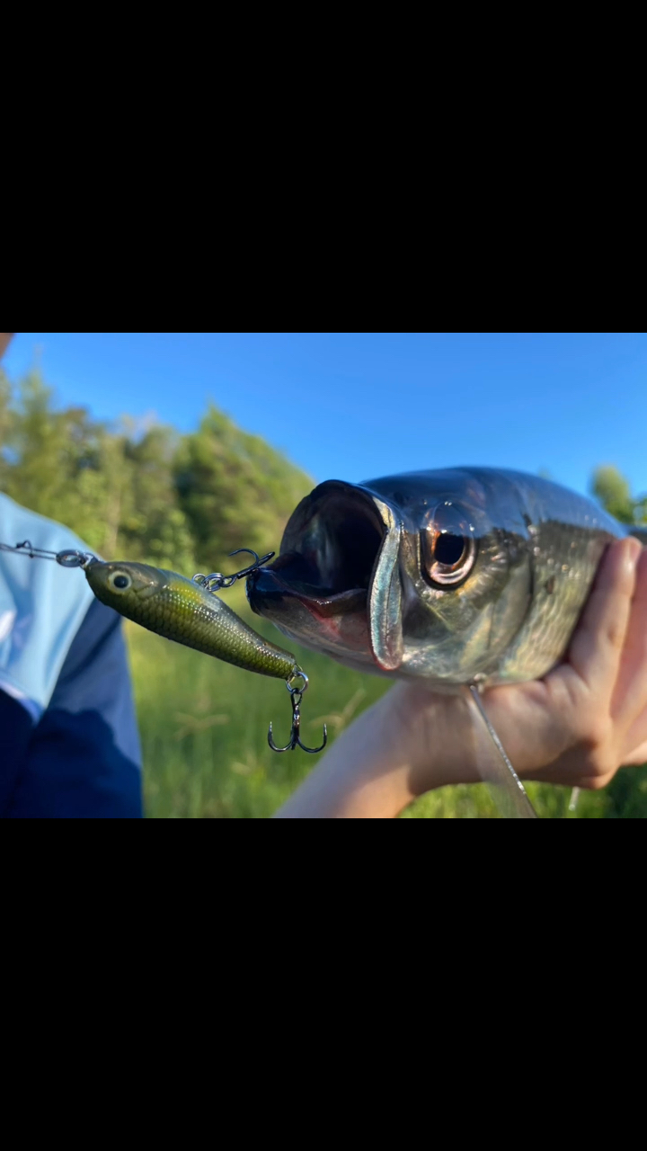 amazon ca fishing lures Best Sellers: Best Color:Albino Flash AFTCO trout and other gamefish What's the Best Carp