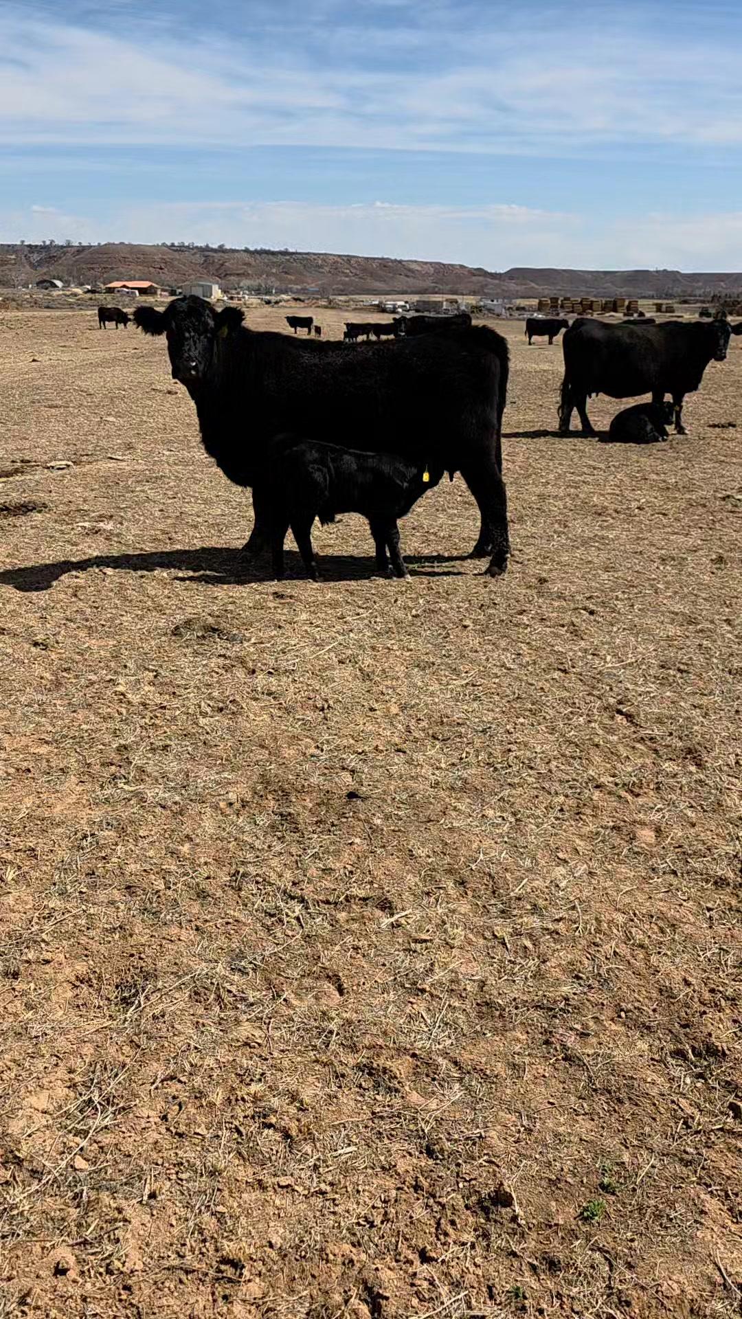 4M Black Angus Ranch | Roosevelt UT