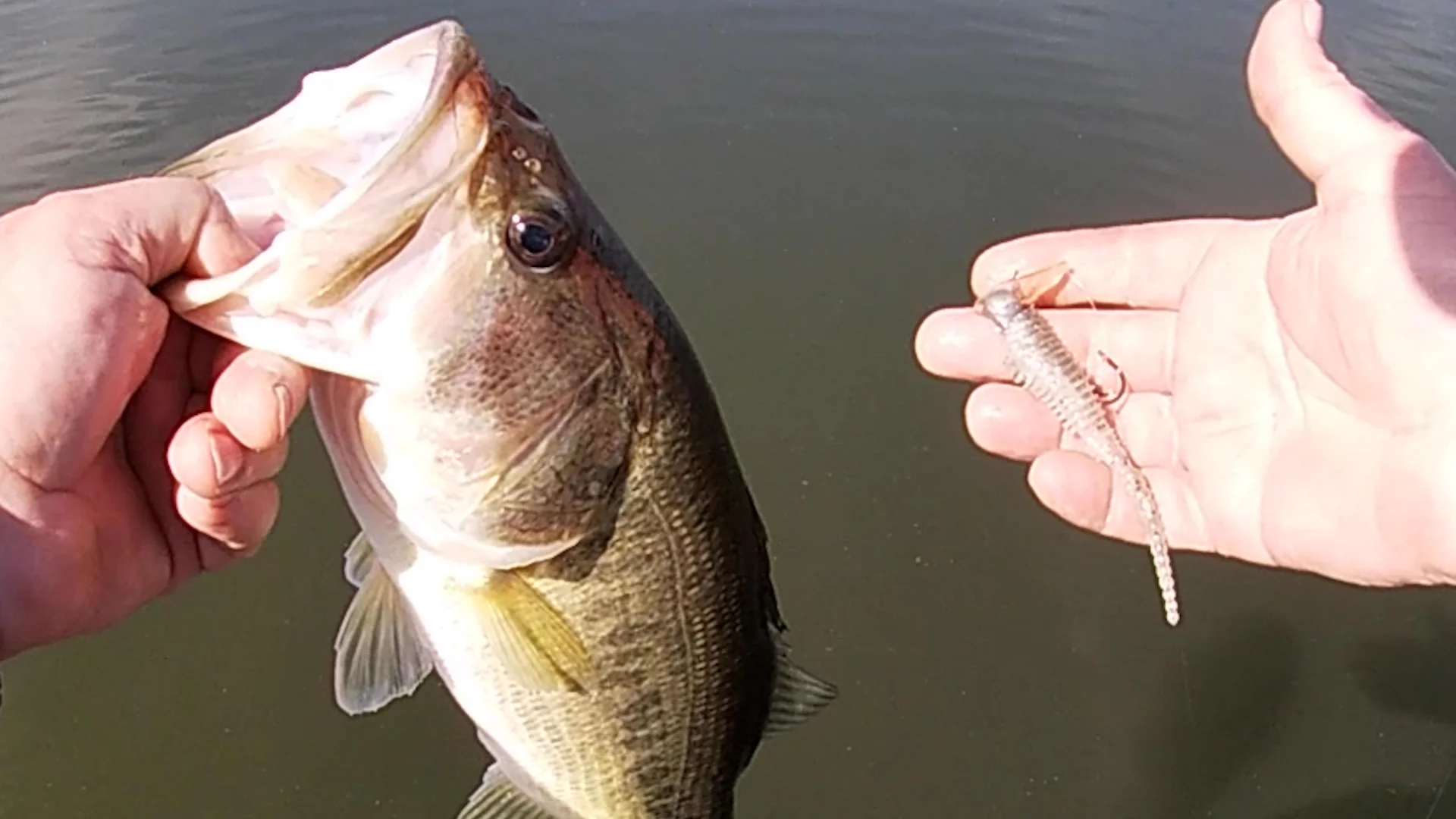 Adaptability That Hooks More Fish The Live Motion Minnow stands out for ...