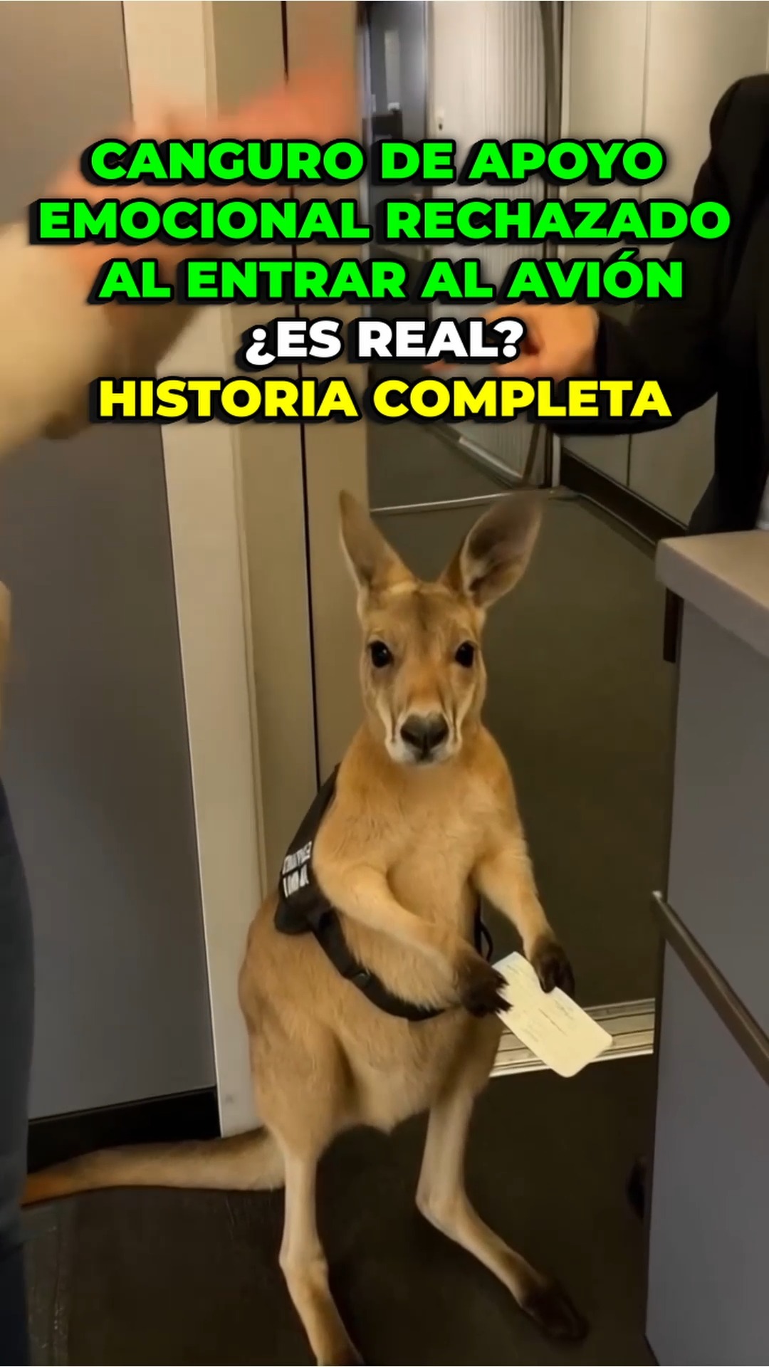 ¿Conoces al gato viral que siempre saca la lengua? 🐱👅 Te cuento la ...