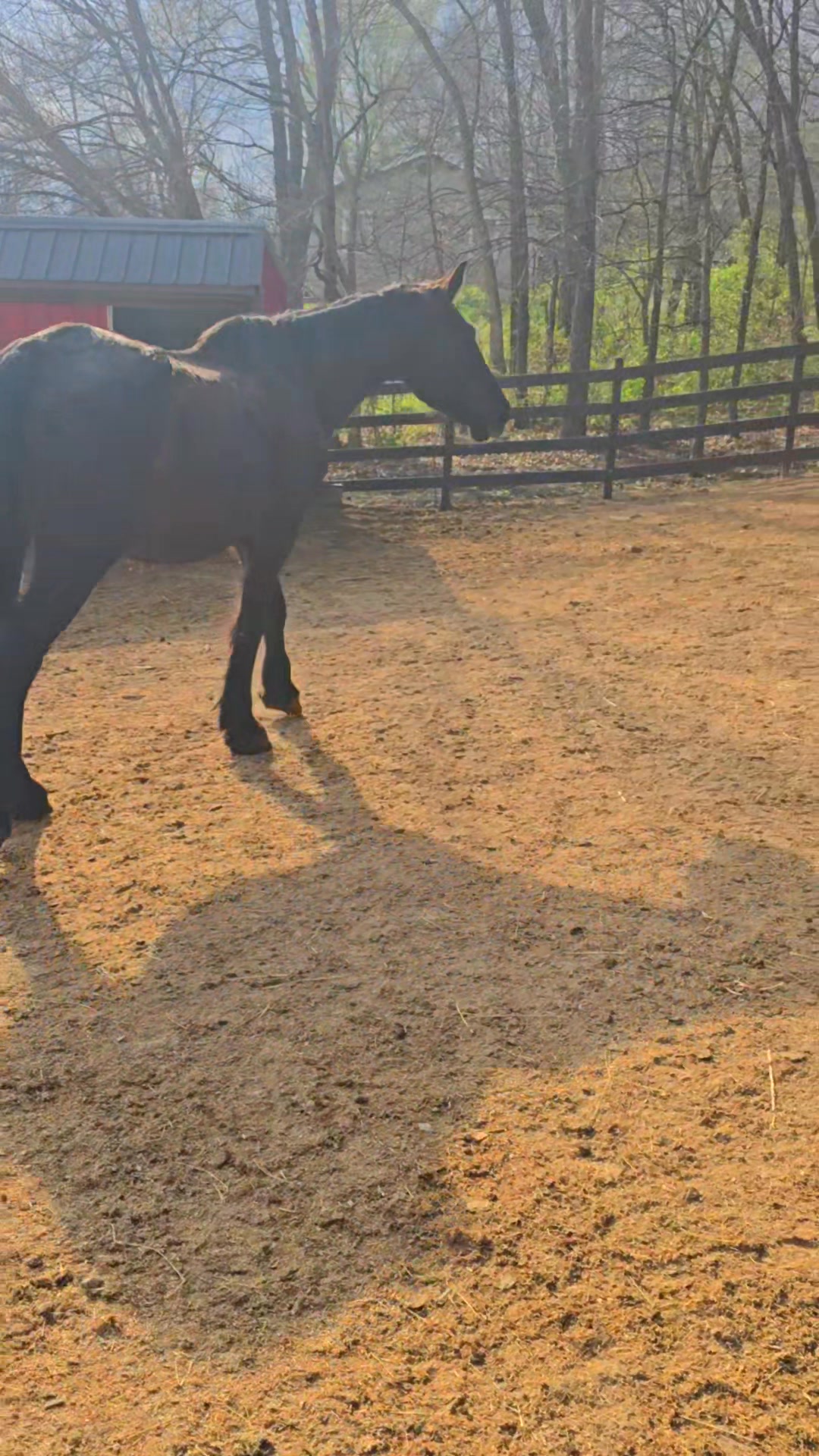 Here's the exciting moment we turned Gypsy loose to have a run around ...