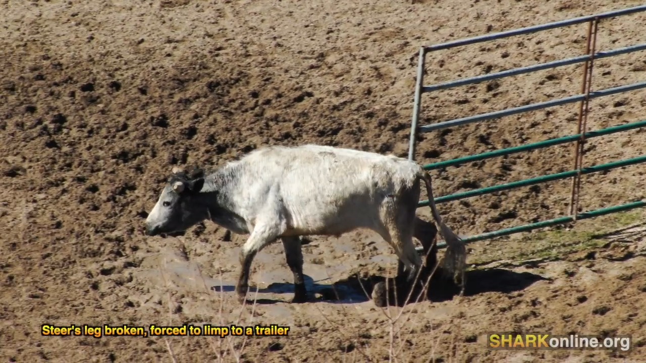 Tomorrow, steers and horses will be cruelly treated, abused, tormented ...