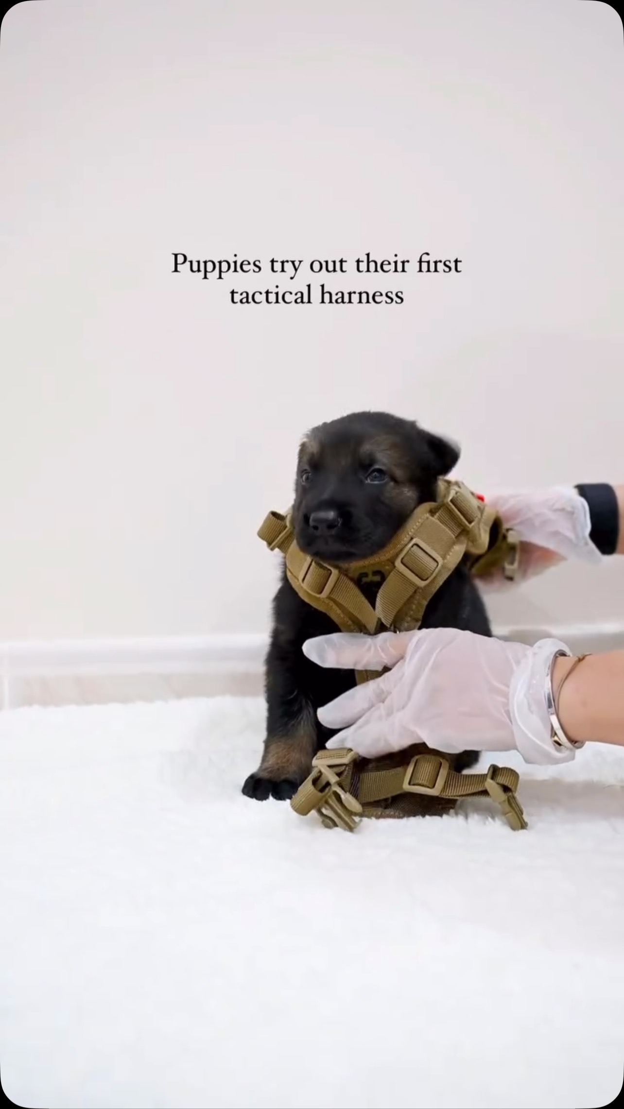 “First day in their new harnesses — and they’re already strutting like ...