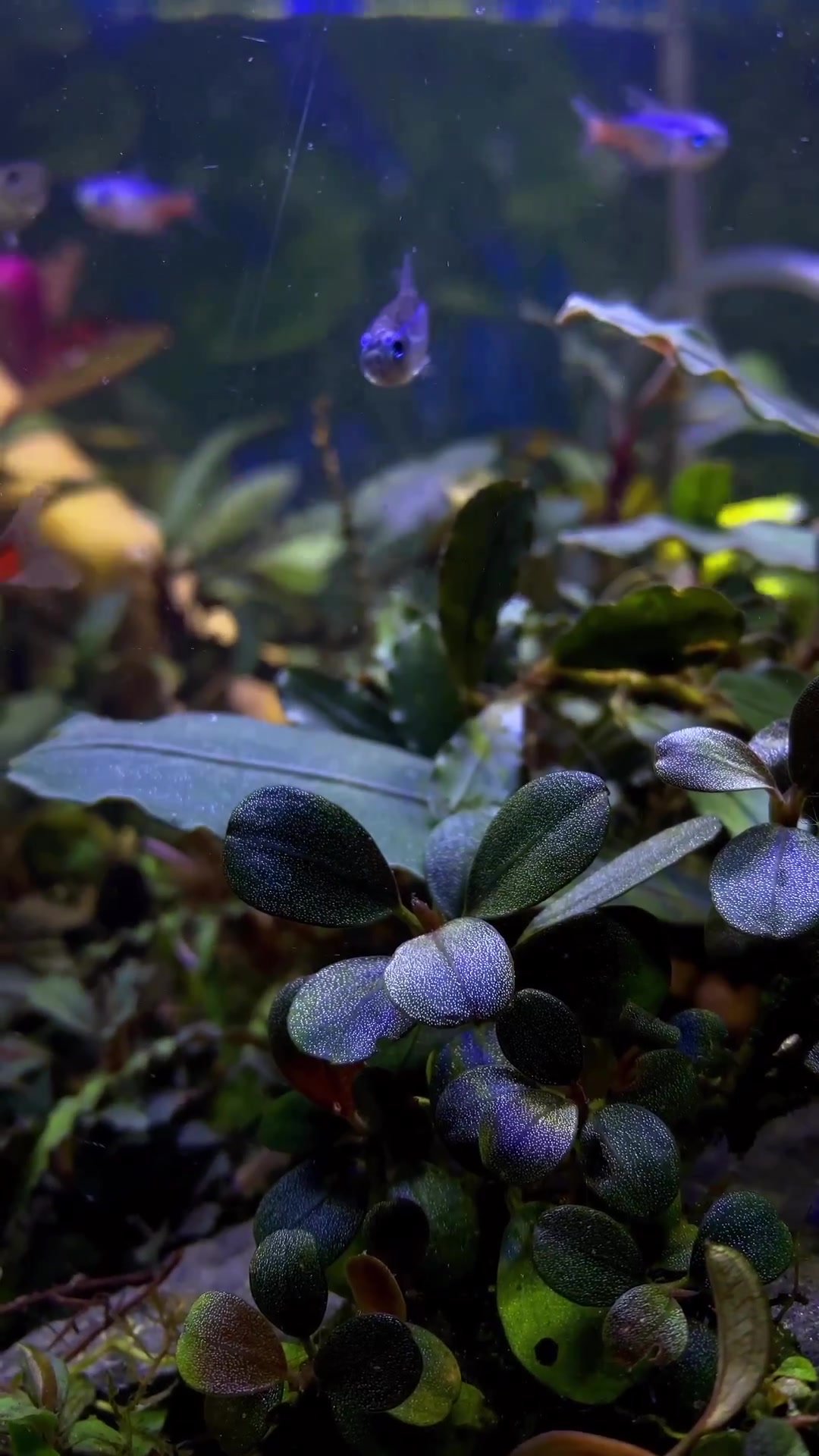 Bucephalandra sp. Melawi Mini, one of the smallest bucephalandra