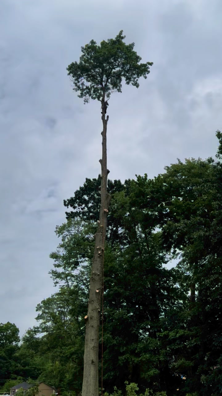 Mild Tree Care
