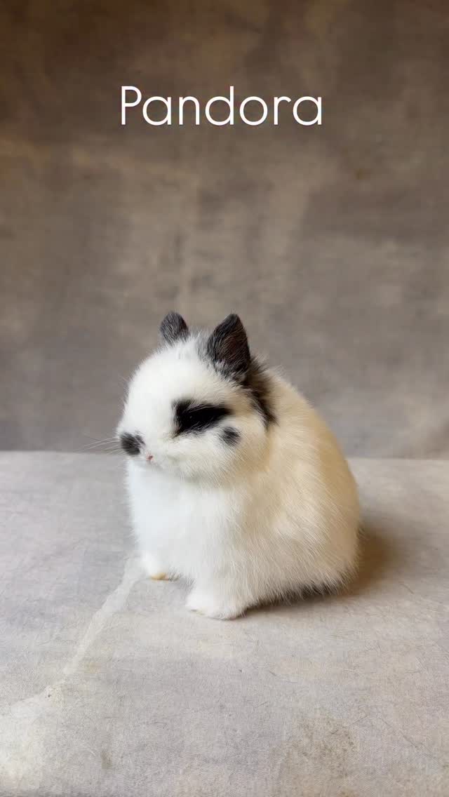 #bunnyoftheday #gooseberryrabbity #netherlanddwarf #bunnylove #rabbit ...