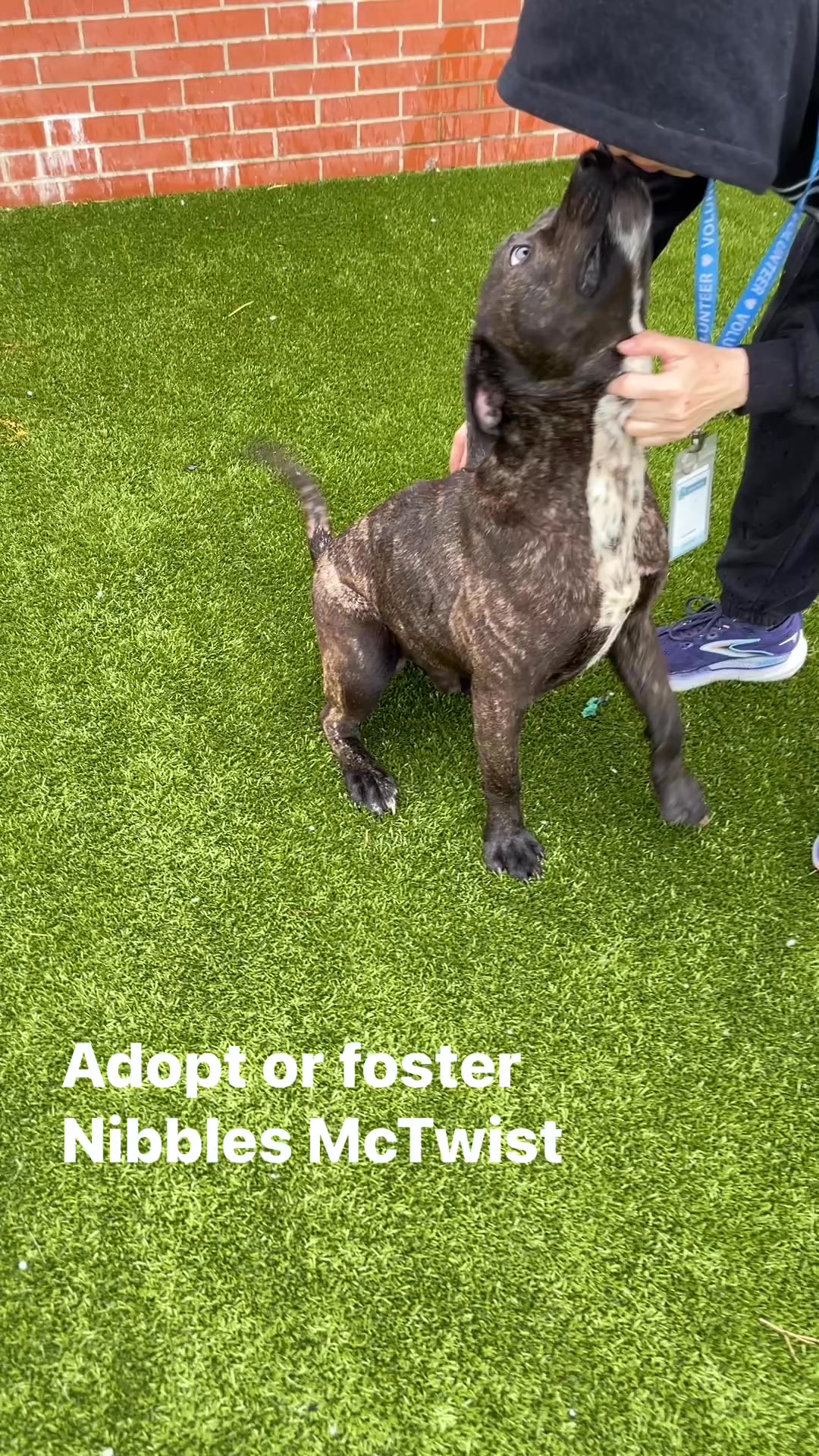 Brindle lovers? Nibbles McTwist here is a show stopper. Learn more at ...