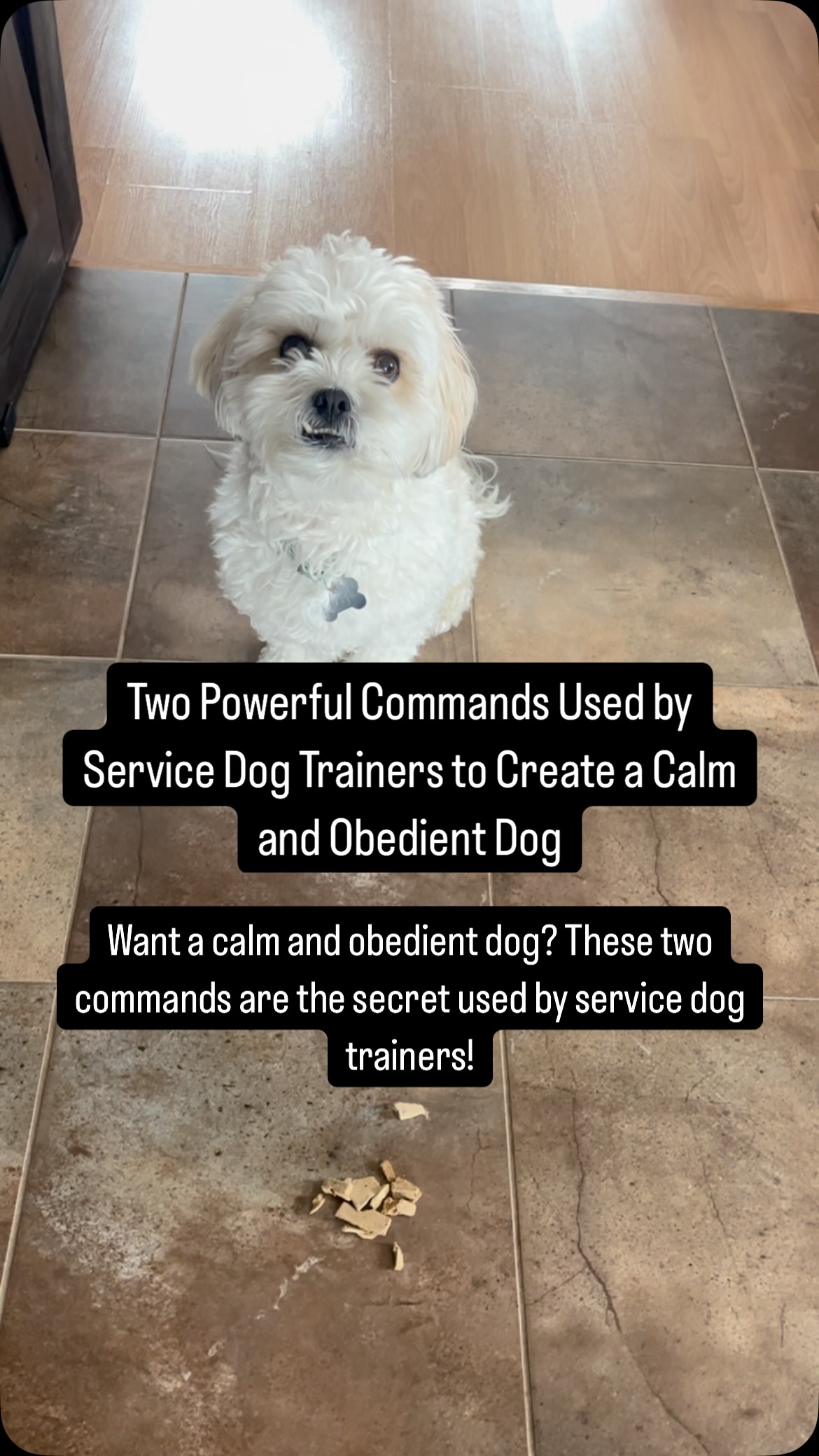 If you want to create a calm and obedient dog, you need to start with ...