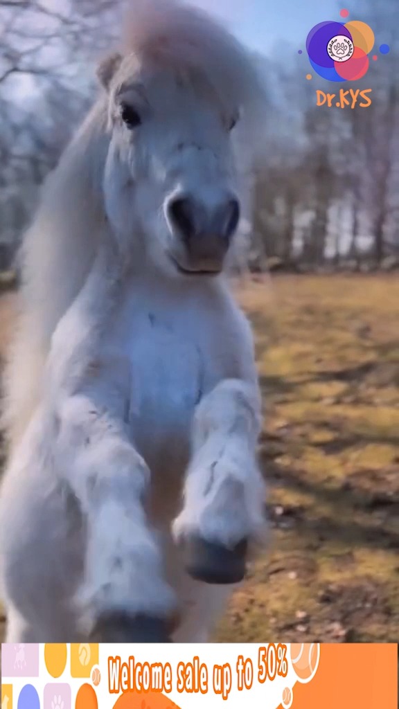 What toy line was my small white horse from?