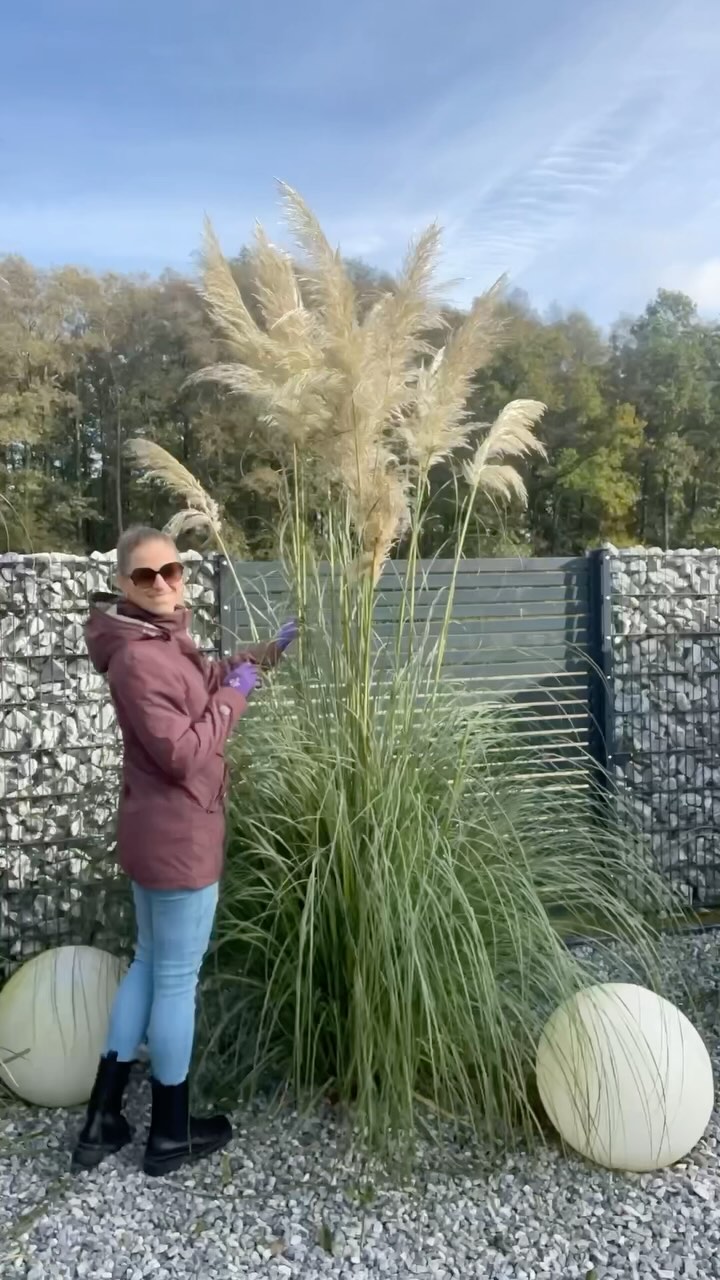 Pampasgras im Herbst/Winter: Binden oder offen lassen? 🌾❄️, Ich habe zwar kein Pampasgras mehr, aber die Jahre habe ich es immer offen gelassen – bei Frost sah es traumhaft aus, doch bei Schnee und