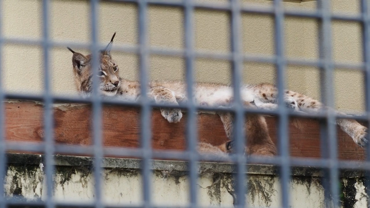 オオヤマネコのハヅキは、昨日6歳になりました。とても面倒見がよく 