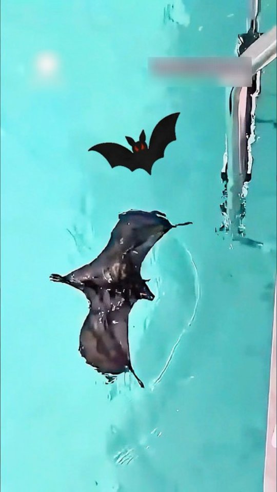 A girl rescued a baby bat from a swimming pool and took it in Girl’s ...