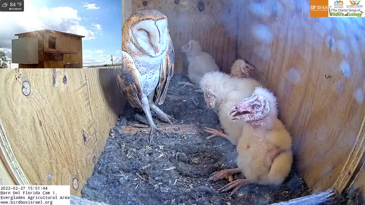 Barn owl family gular fluttering to keep cool in the Barn Owl Florida ...