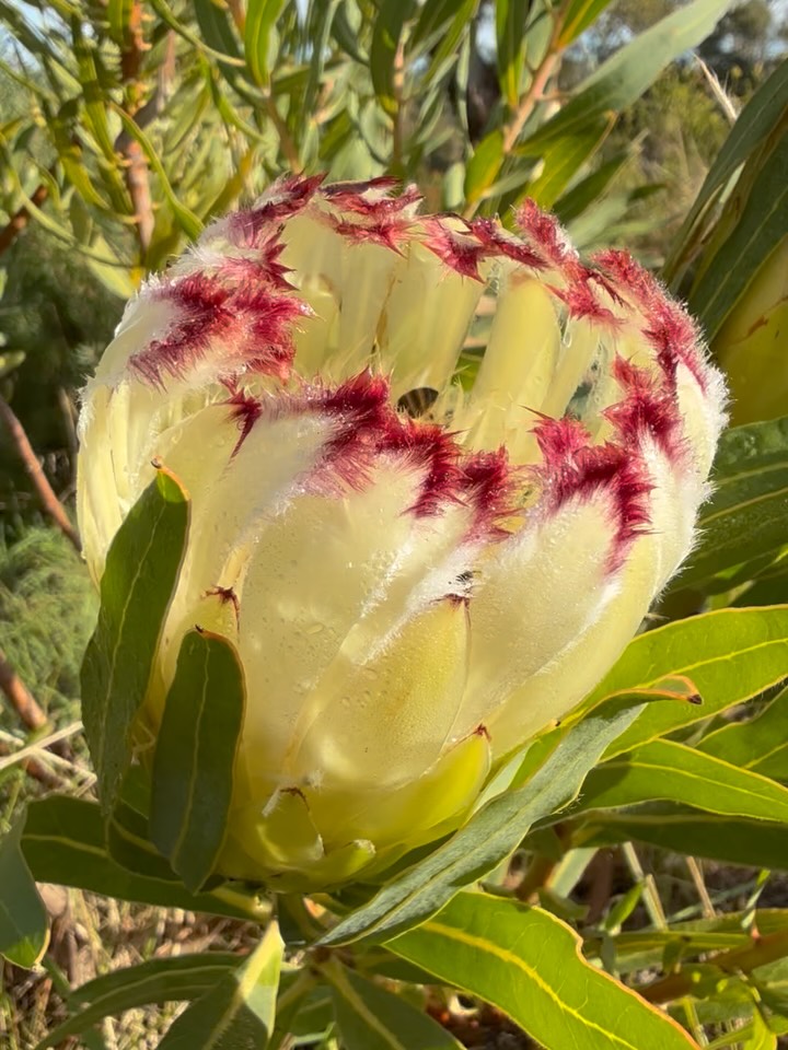Botanical Love Flowers