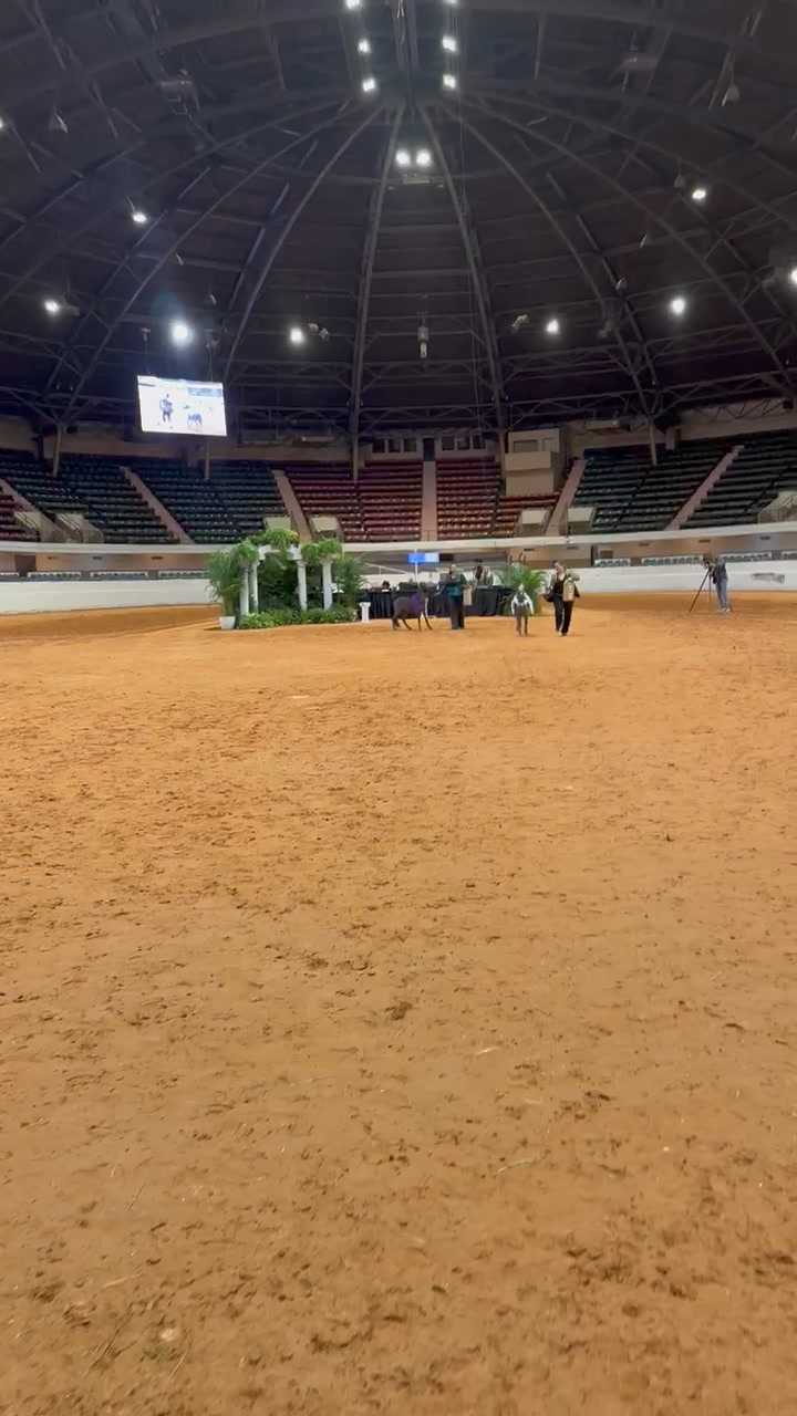 Sandbox Miniature Horses | Carver MA