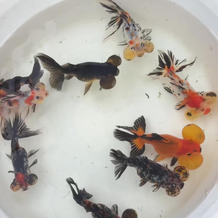 JuzFish ArtQuatics | Singapore Singapore