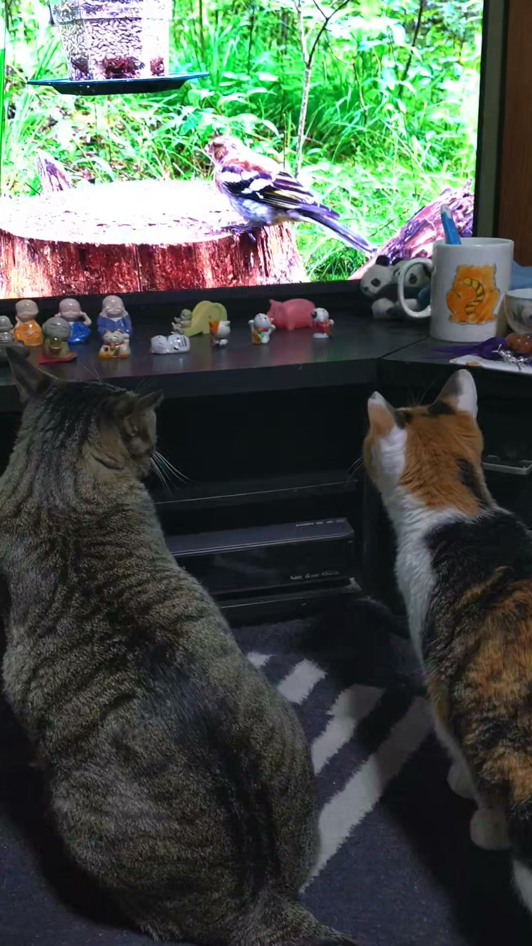 猫大好き(犬もね) | Facebook