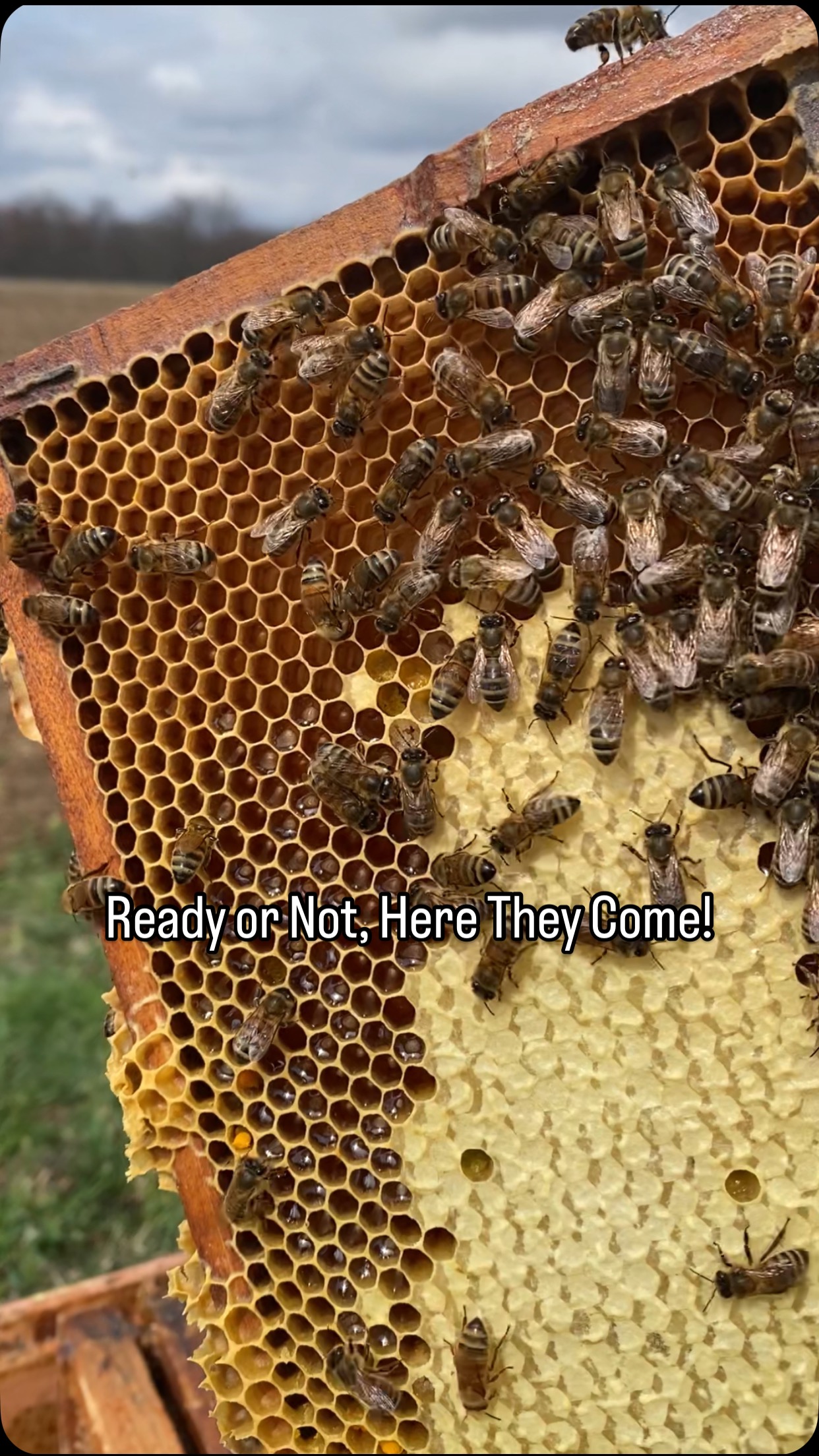 I’m not exactly sure what nectar they are getting right now. Only the ...