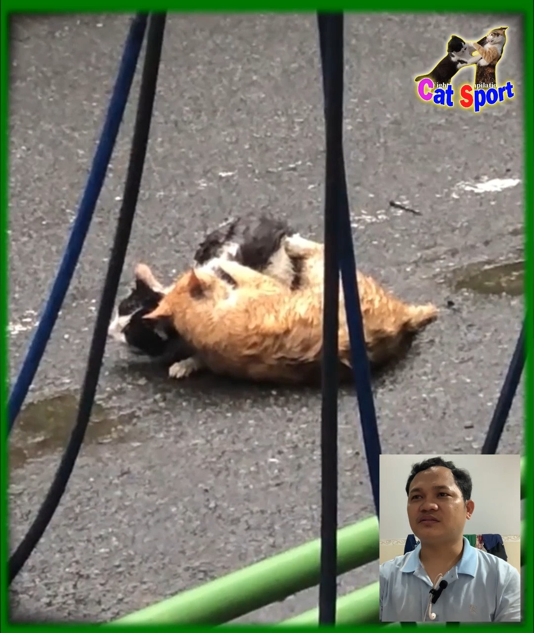 Japanese alley cat fight 💥