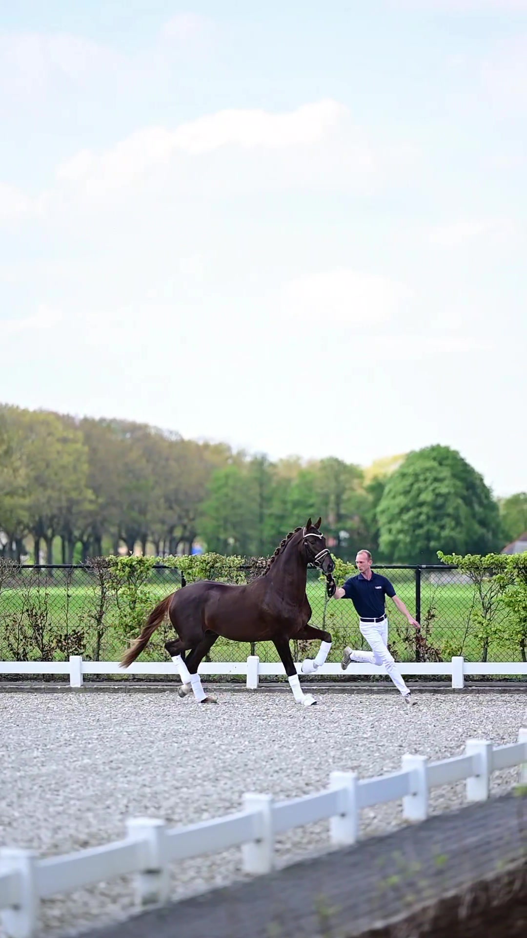 🤎 #𝟭𝟮 𝗟'𝗔𝗩𝗘𝗡𝗜𝗥 🤎 by Le Formidable x Sir Donnerhall I x ( GP Mare ...