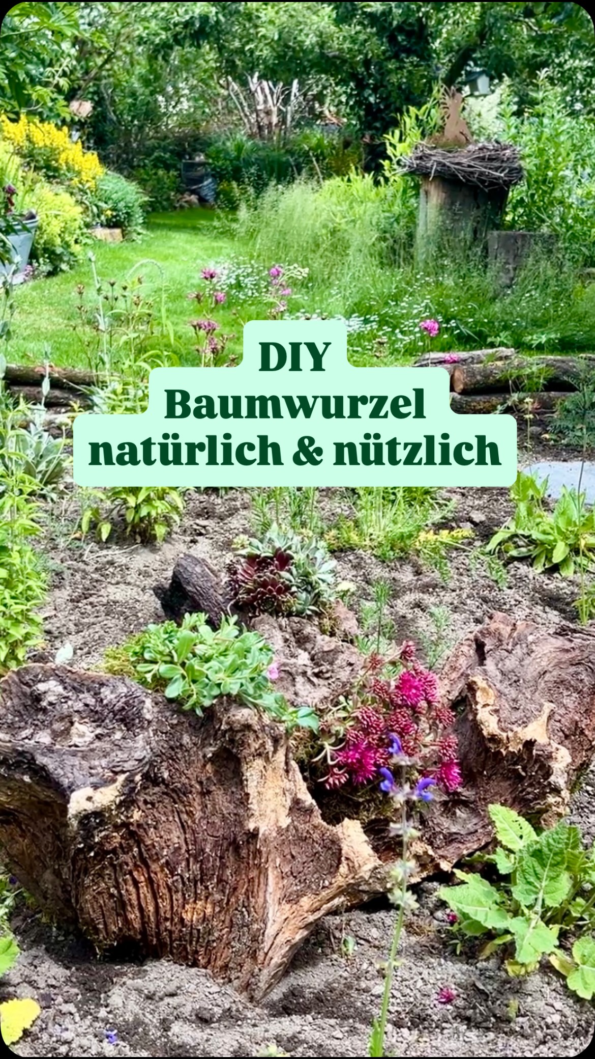 BEPFLANZTE BAUMWURZEL MIT SUKKULENTEN💚Aus einer alten Baumwurzel wurde heute ein echtes Natur-DIY mit Trockenheitskünstlern: Mauerpfeffer, Hauswurz und Portulakröschen haben ein neues Zuhause