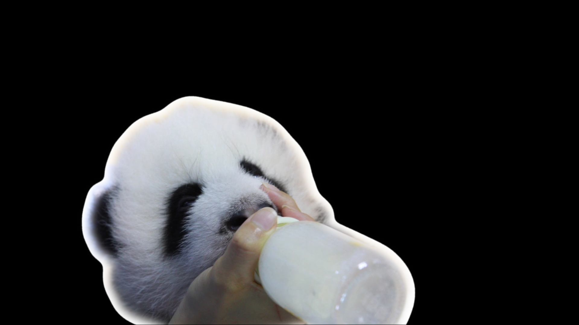 The cutest panda cub compilation is ready for you! Extreme