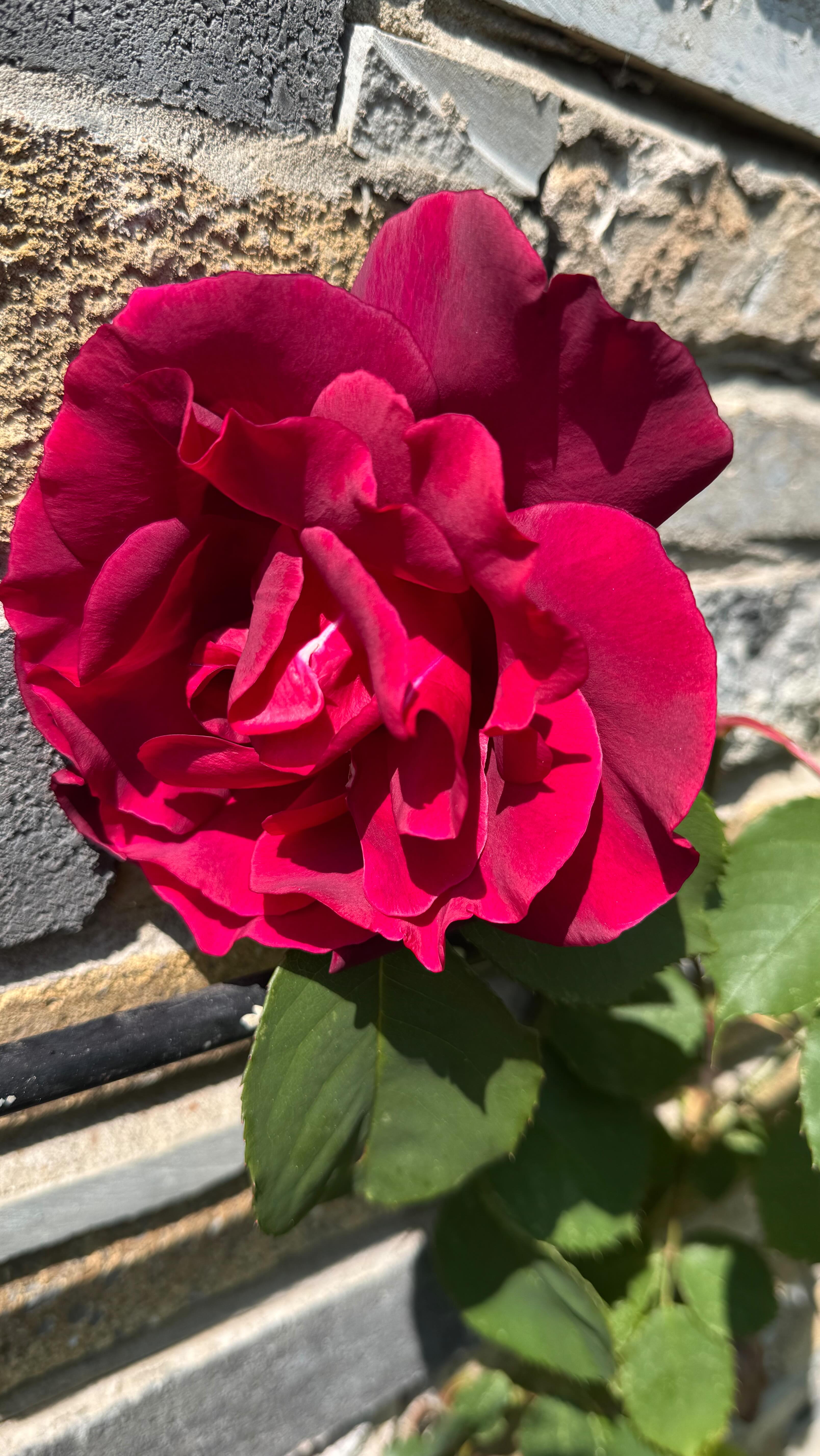 This is my earliest flowering rose, and my newest Rose . I wanted a ...